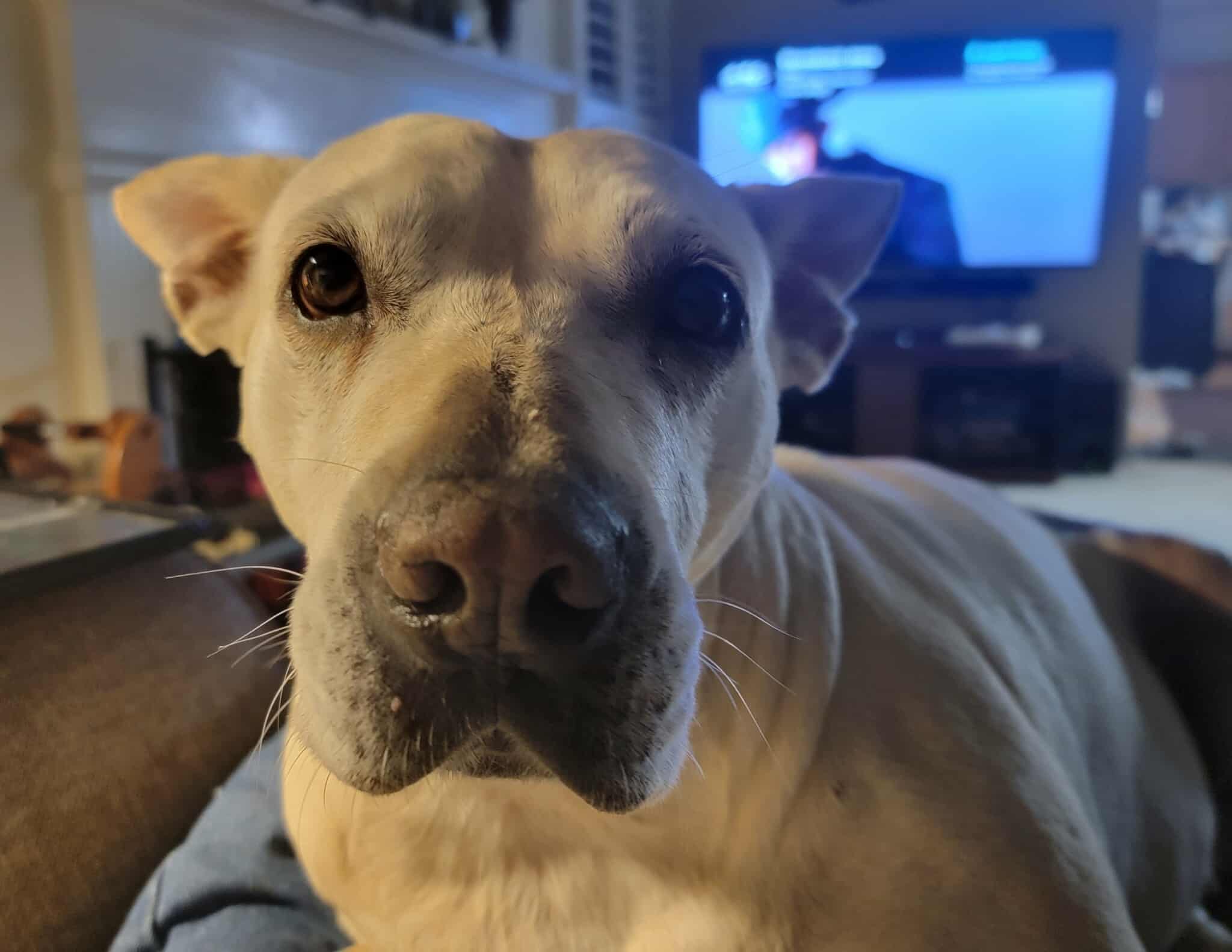 Image of a dog named Elle