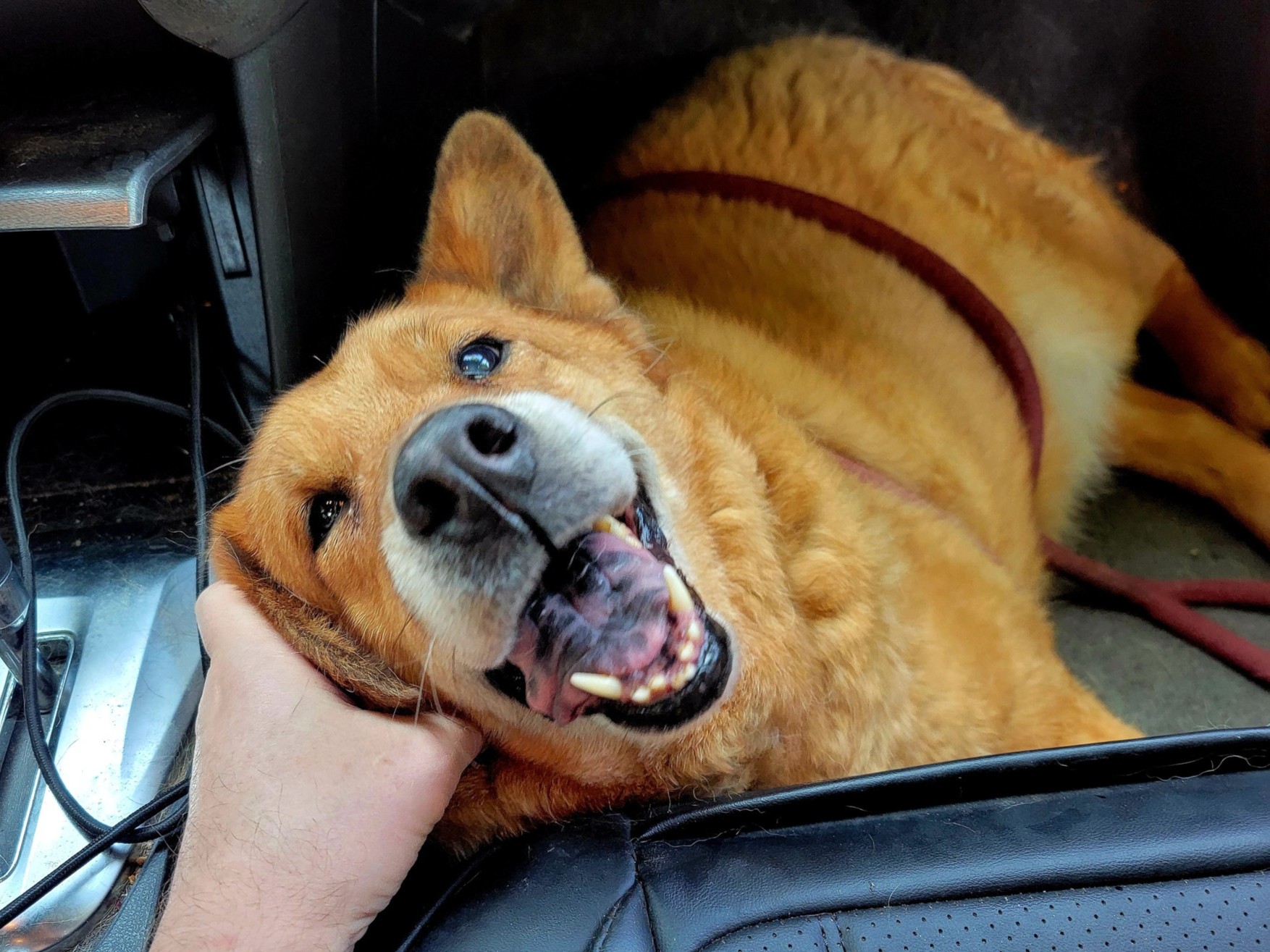 Image of a dog named Zaney